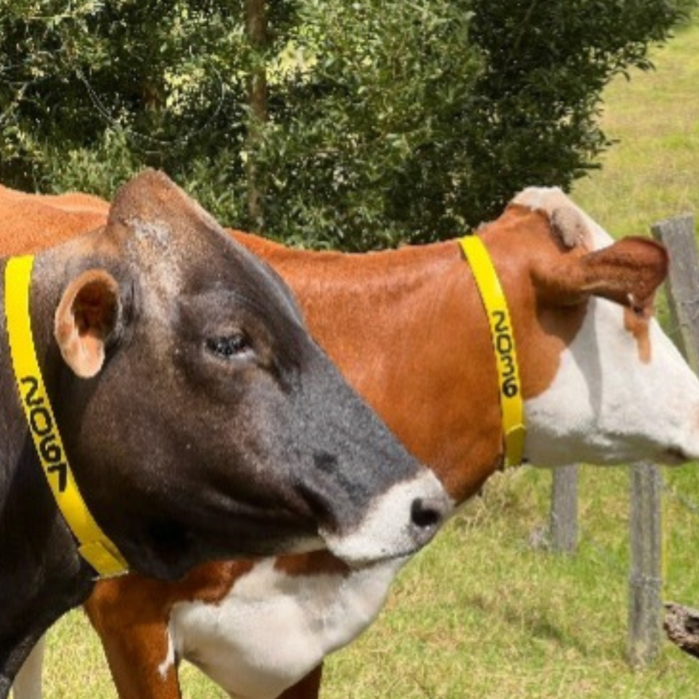 Collar de Identificación Ganadera CIG